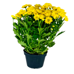 Margarida Plantada