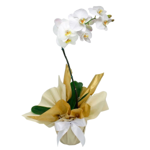 Orquídea Grande