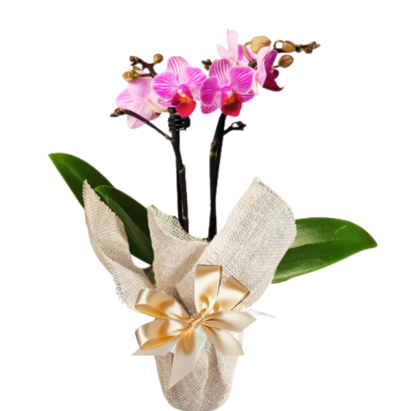 Orquídea pequena