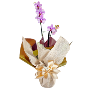 Orquídea na Juta