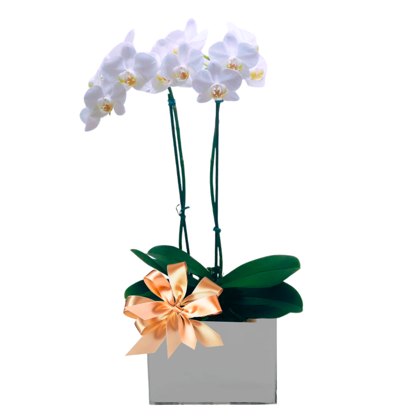 Orquídea Branca Delicada
