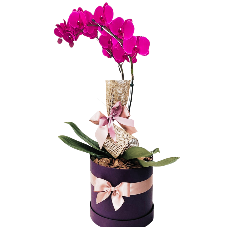 Box Orquídea Lilás