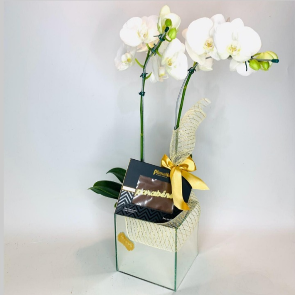 Orquídea com Placa Parabéns